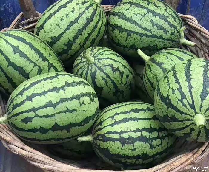 吼起6月5号福影疾驰在庞各庄举办西瓜采摘与烧烤活动