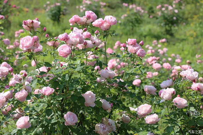 老彭巴南洛莎玫瑰园