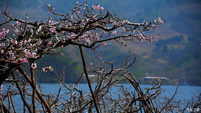 在那桃花盛開的地方五一丹東寬甸河口桃花島遊記