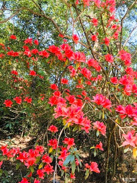 简单介绍 华坪龙洞村—革命烈士纪念碑 华坪龙洞村—赏映山红 自驾游