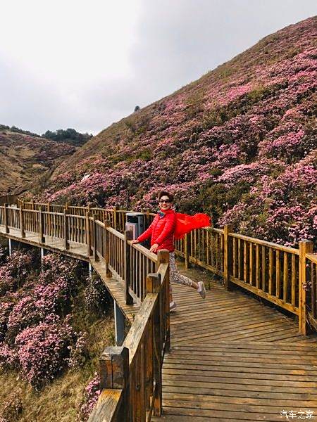 祿勸馬鹿塘杜鵑花海景區自駕遊