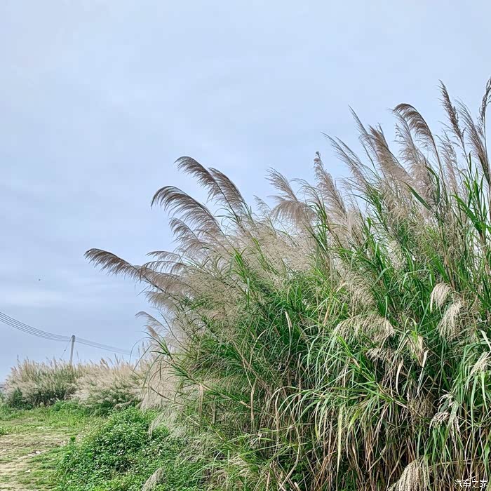 停车场周围的芦苇地,拍出来的效果也很美
