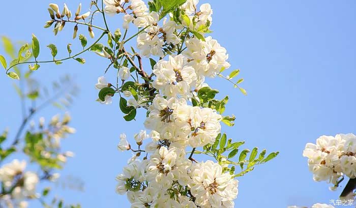 又到一年槐花盛开时
