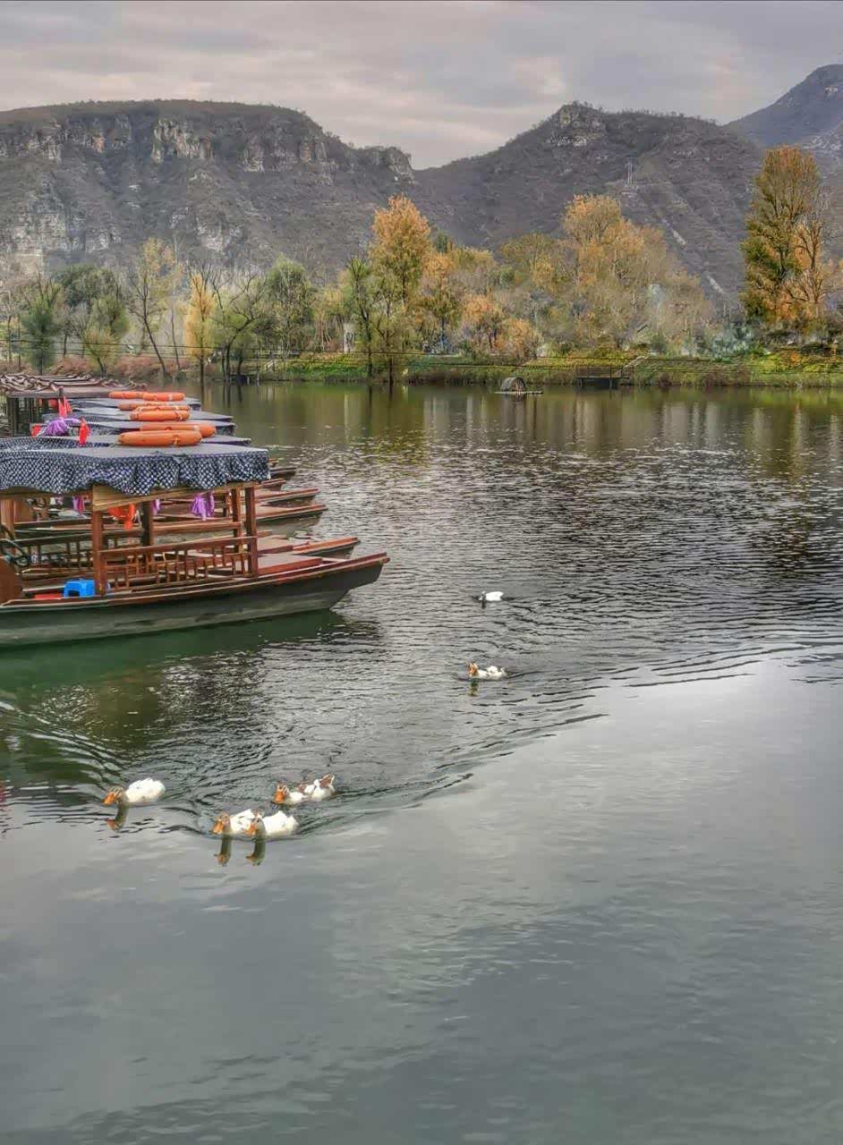 易水河畔的群鸭戏水已形成一道风景