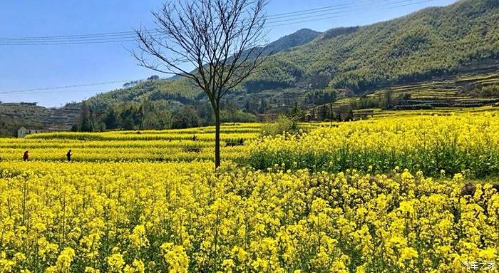 奉化大堰油菜花