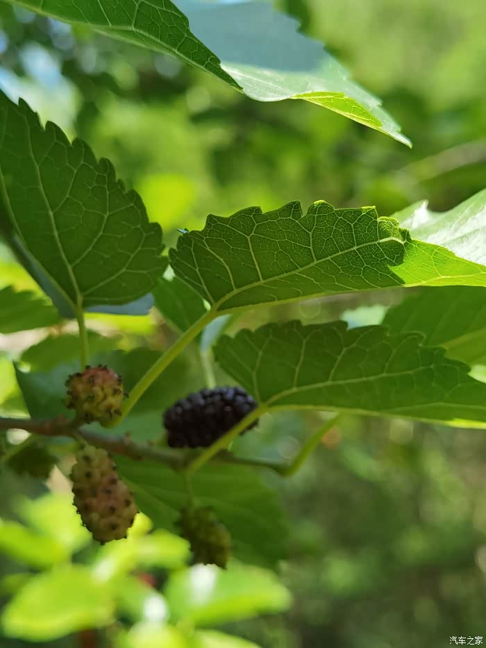 【多彩六月】自驾采摘野桑葚