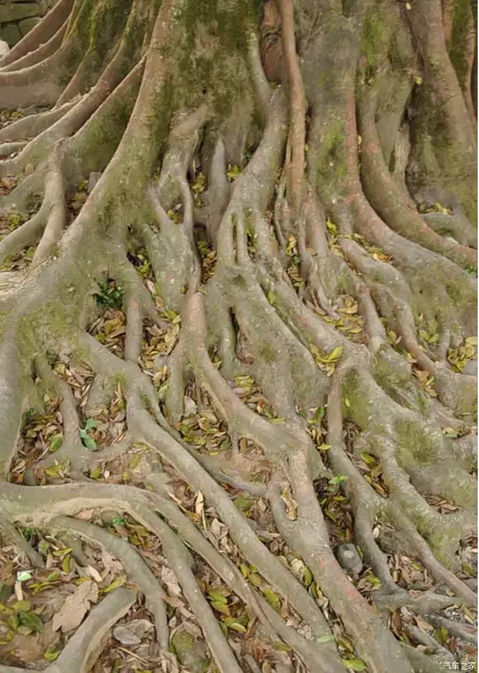 老榕树的盘根错节,这样的根系在云水谣古镇并不少见.