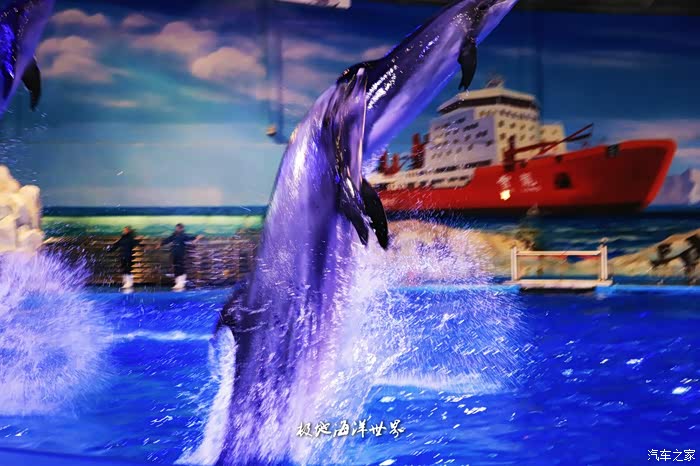 【旅行不等于诗和远方】青岛极地海洋世界,动物表演分外精彩!