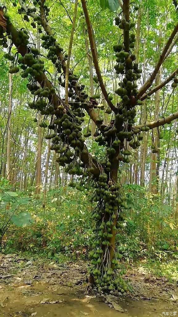 看看:眼前这棵高大的无花果树,从树根到树干,再从树干到树技;密密麻麻
