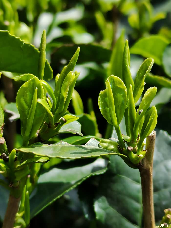 茶叶就是茶树的嫩芽