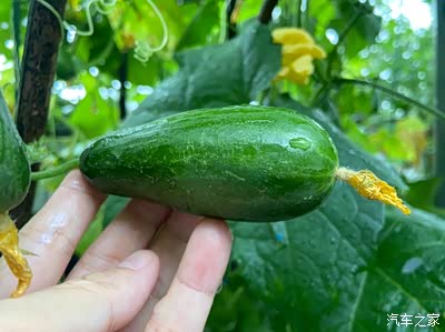 迷你小黄瓜!要不要来一口啊!