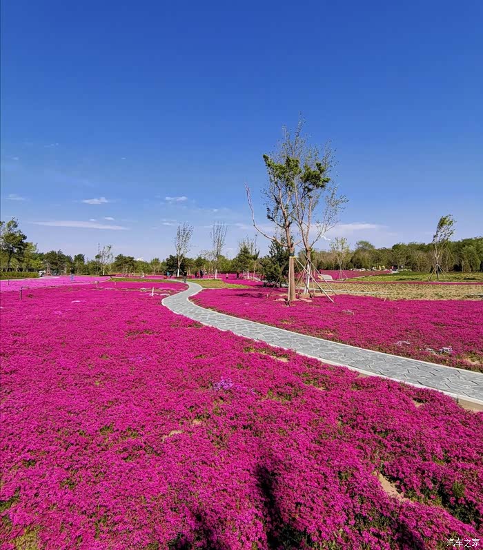 4.22昌平东小口公园芝樱花盛开