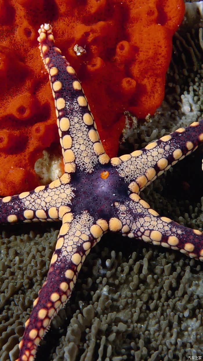 海底世界之海星