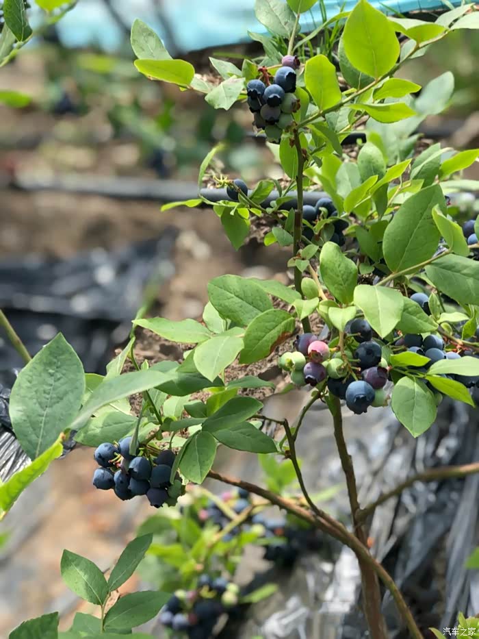 水果还得是现摘的鲜,t55和蓝莓有个约会