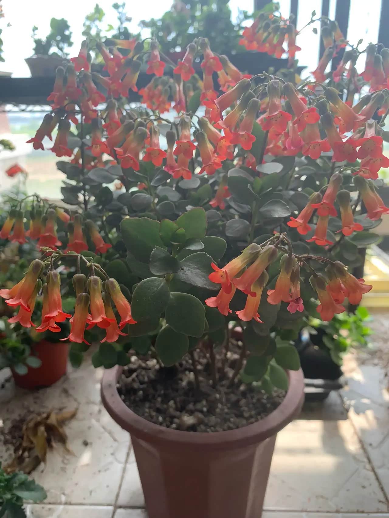 小宫灯长寿花,室内绿植盆栽"新宠儿"