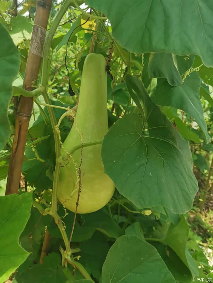 瓠子,这个应该很好认吧