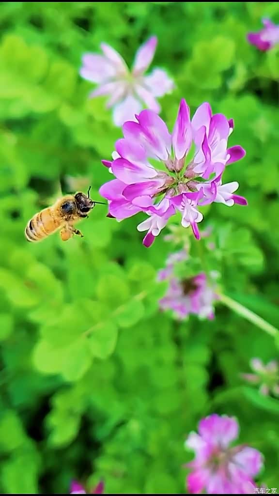 漂亮的紫云英花