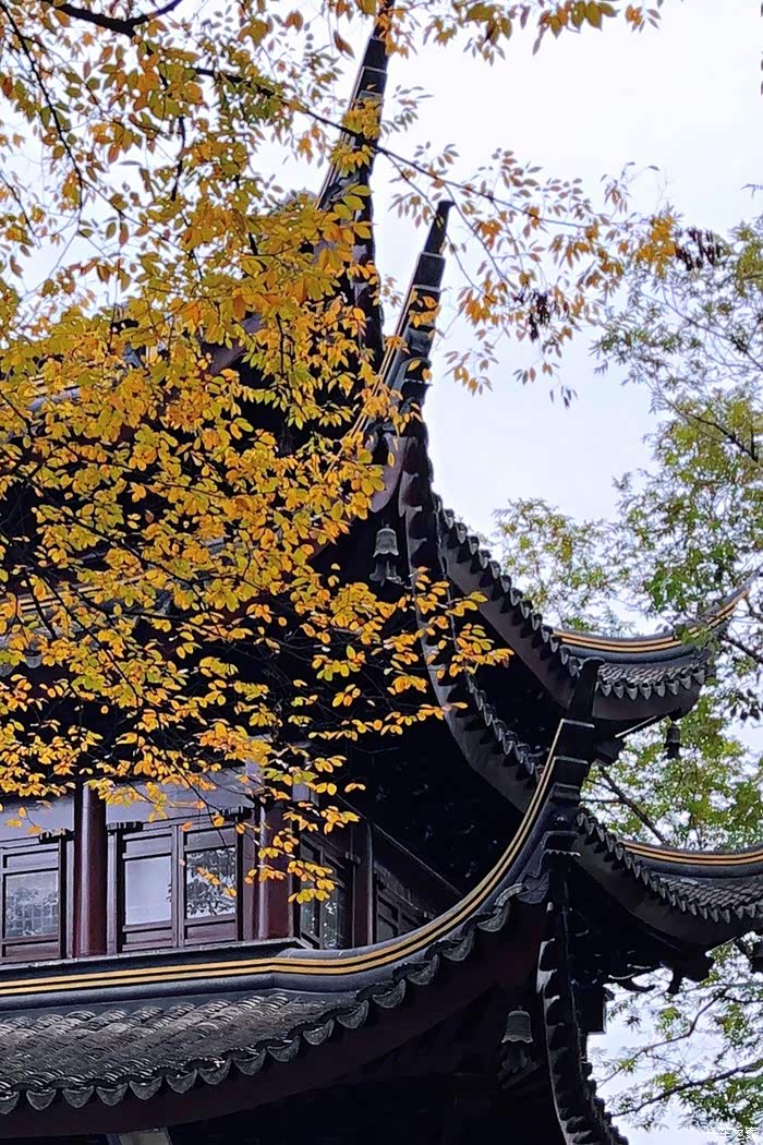 最美西园寺,银杏叶黄时,不会让你失望的