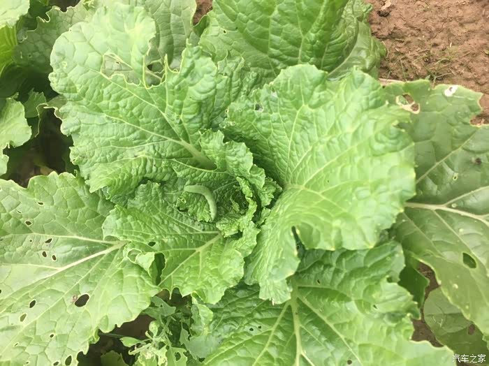 纯天然的没打药,生菜上是被虫子啃得,菜心中间还有一只大青虫,来的