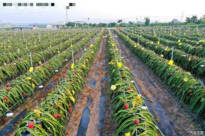 迎暖春送積分火龍果基地