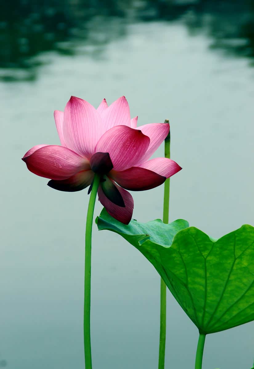 荷花千姿百态 洁白无瑕 ,每一朵荷花都像一位姿态不凡的仙子