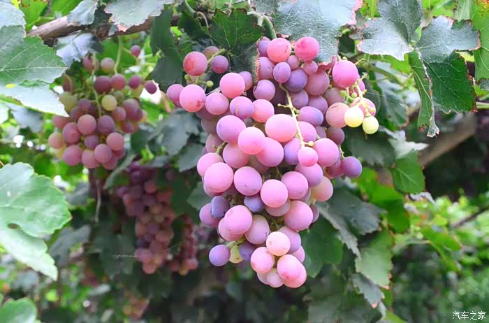 在这不远处,还有一片葡萄庄园,耍了一天,确实够累,看着水灵灵的葡萄