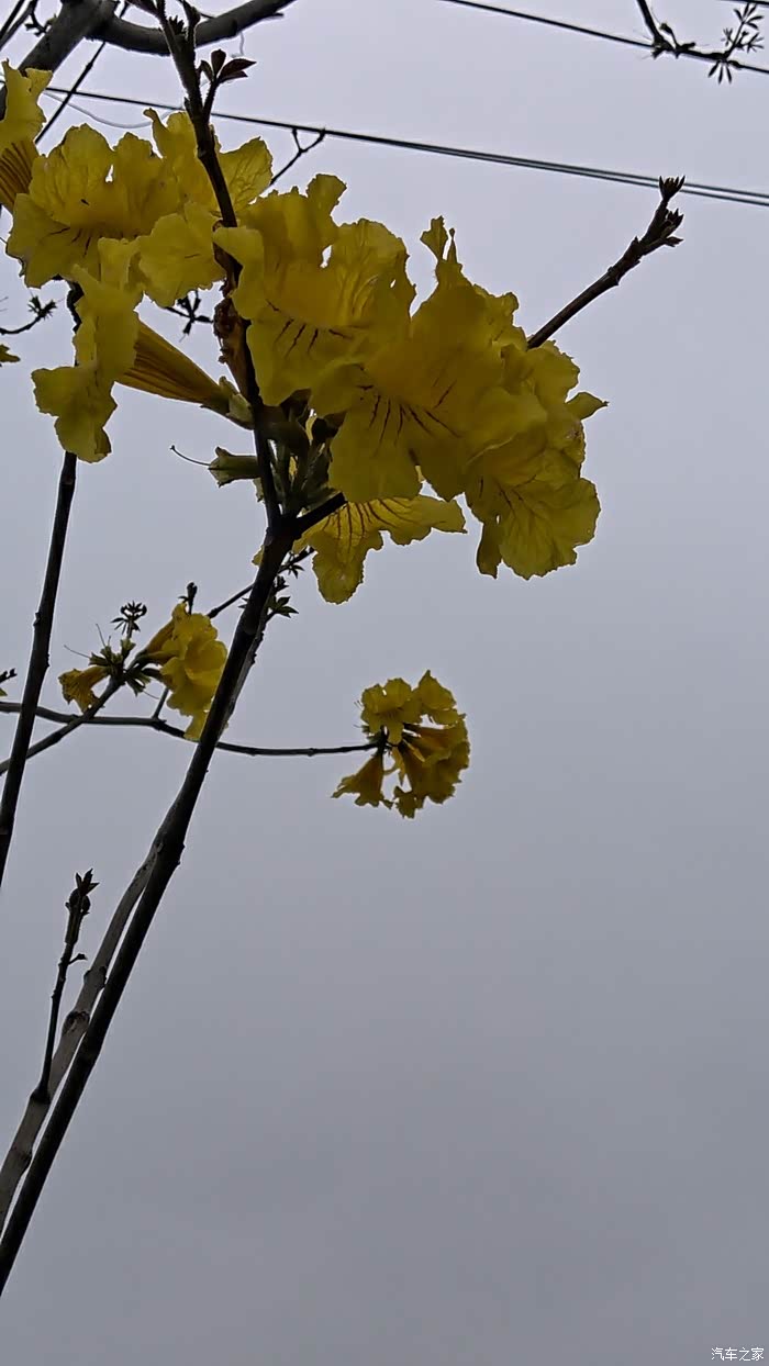 【万物复苏送福利】和xc40一起看美丽的大黄花