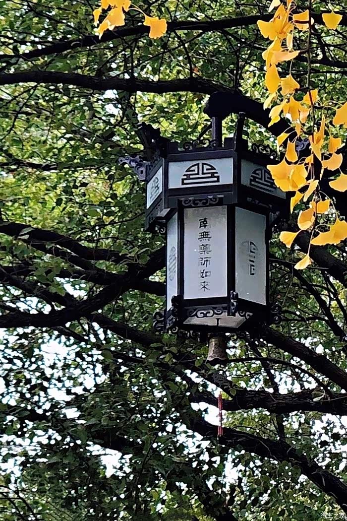 最美西园寺,银杏叶黄时,不会让你失望的