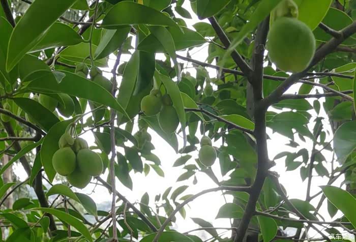 捷途x95探索广西柳州园林植物稀有资源.