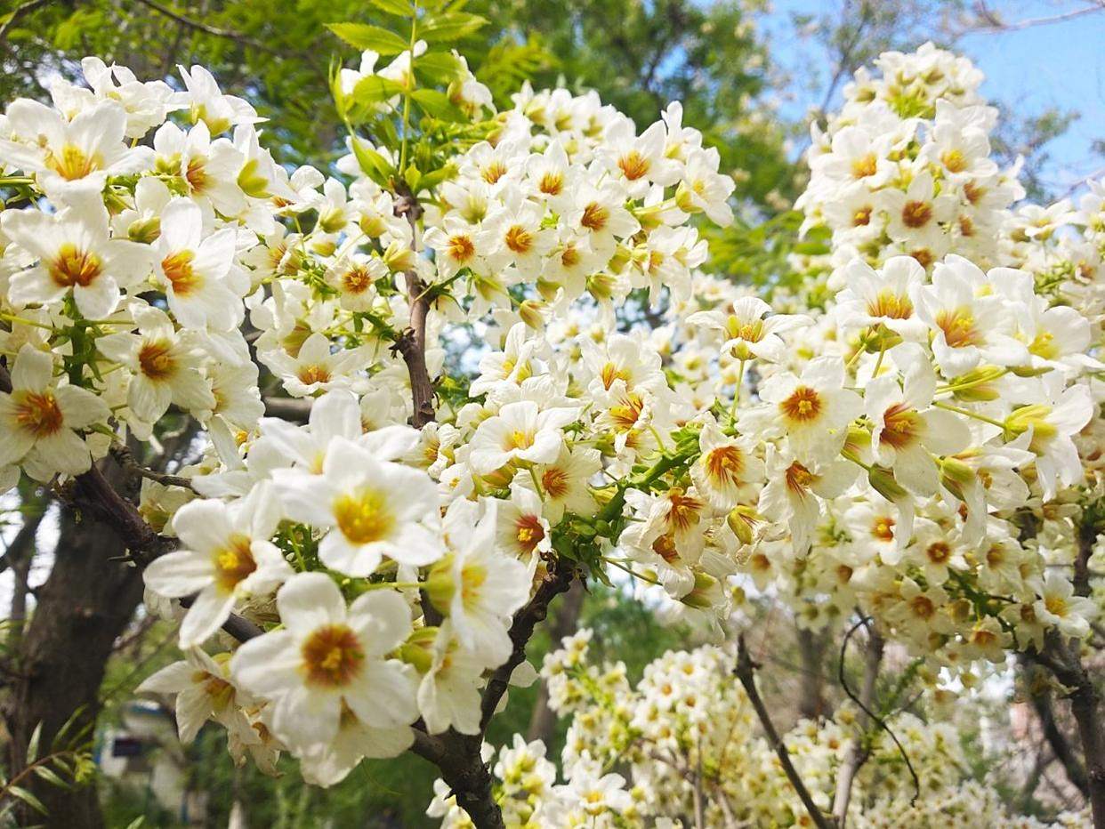 岭上遍植的文冠树,每年春夏交接时节,这里便成了花海.