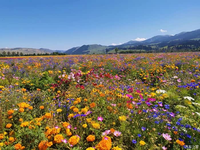 【图】人间仙境 伊犁花海_新疆论坛_汽车之家论坛