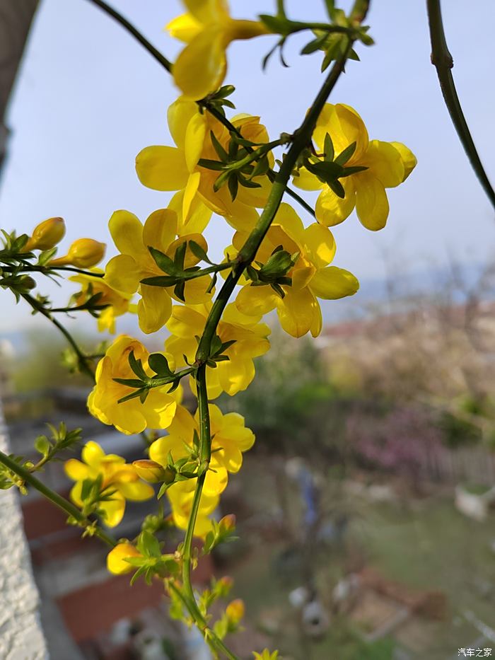 探春花图片大全大图图片