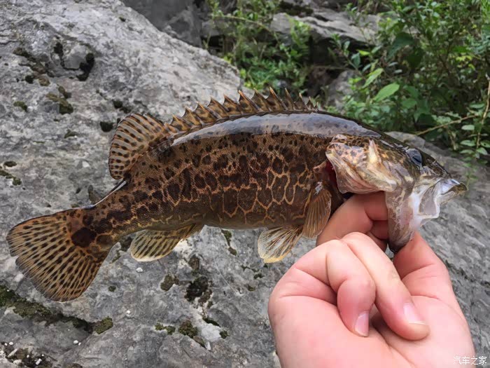 渔歌钓行日记四十三斑鳜斑鳜斑鳜
