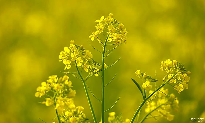 虞舜公园油菜花图片