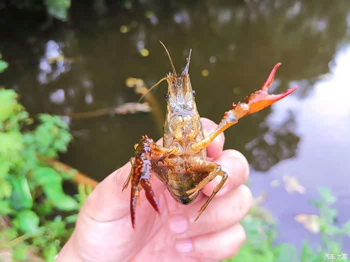夏天就得浪,和小四一起去池塘捞小龙虾