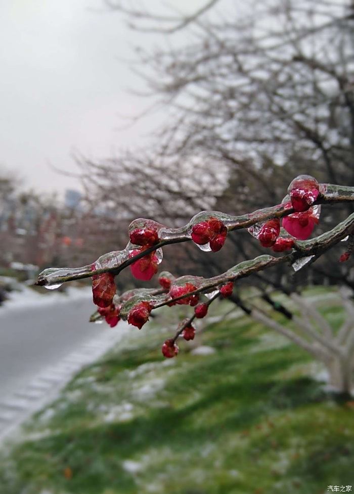 冰天雪地處處撒歡