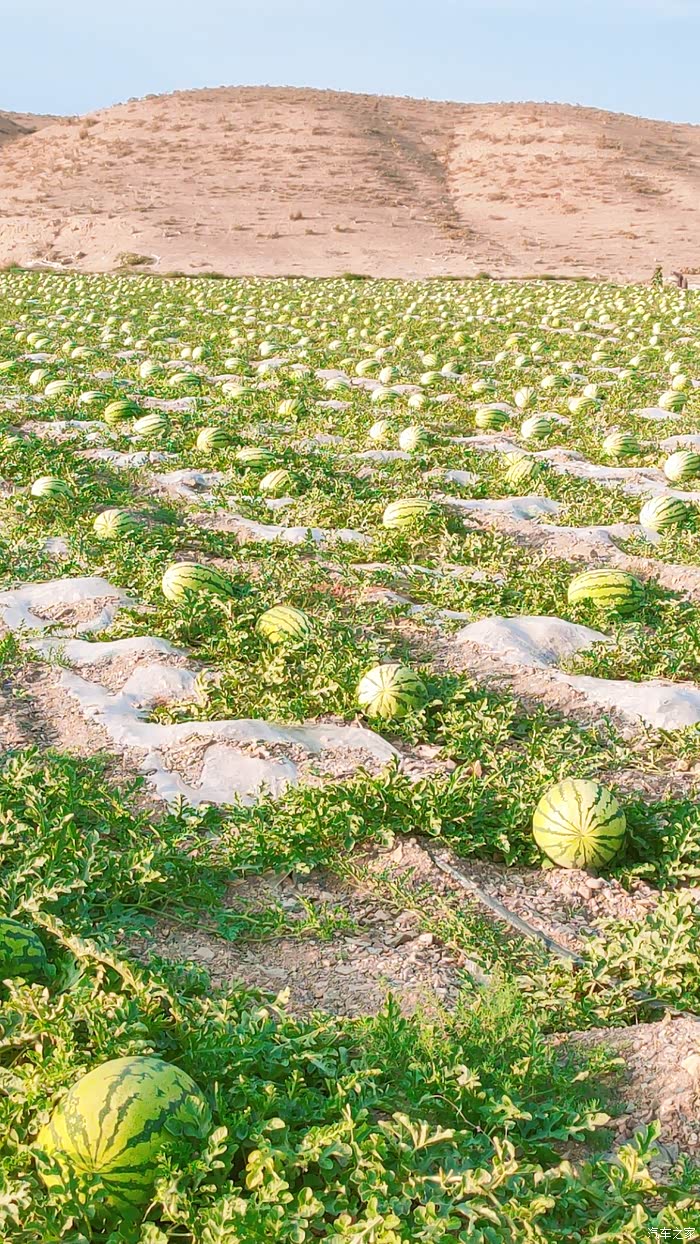 星的热爱之开爱车580赏万亩硒砂瓜田好风景