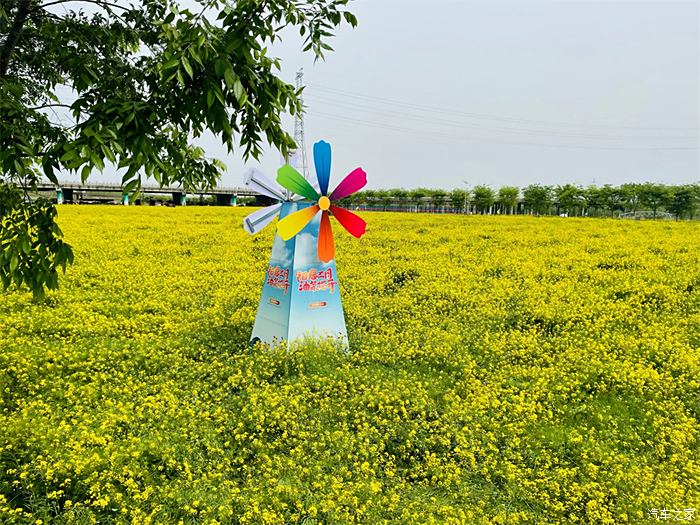 兖州牛楼油菜花门票图片