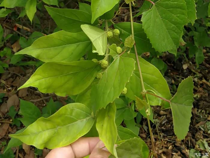 柘木,桑科柘属植物,木心黄色,珍贵材质.