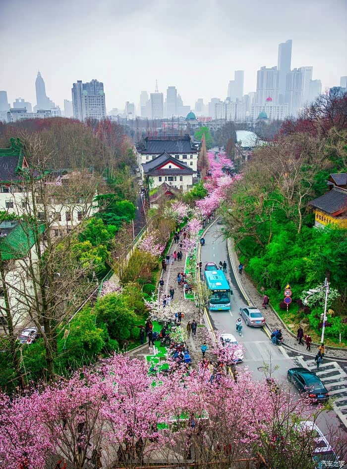 古鸡鸣寺赏樱花