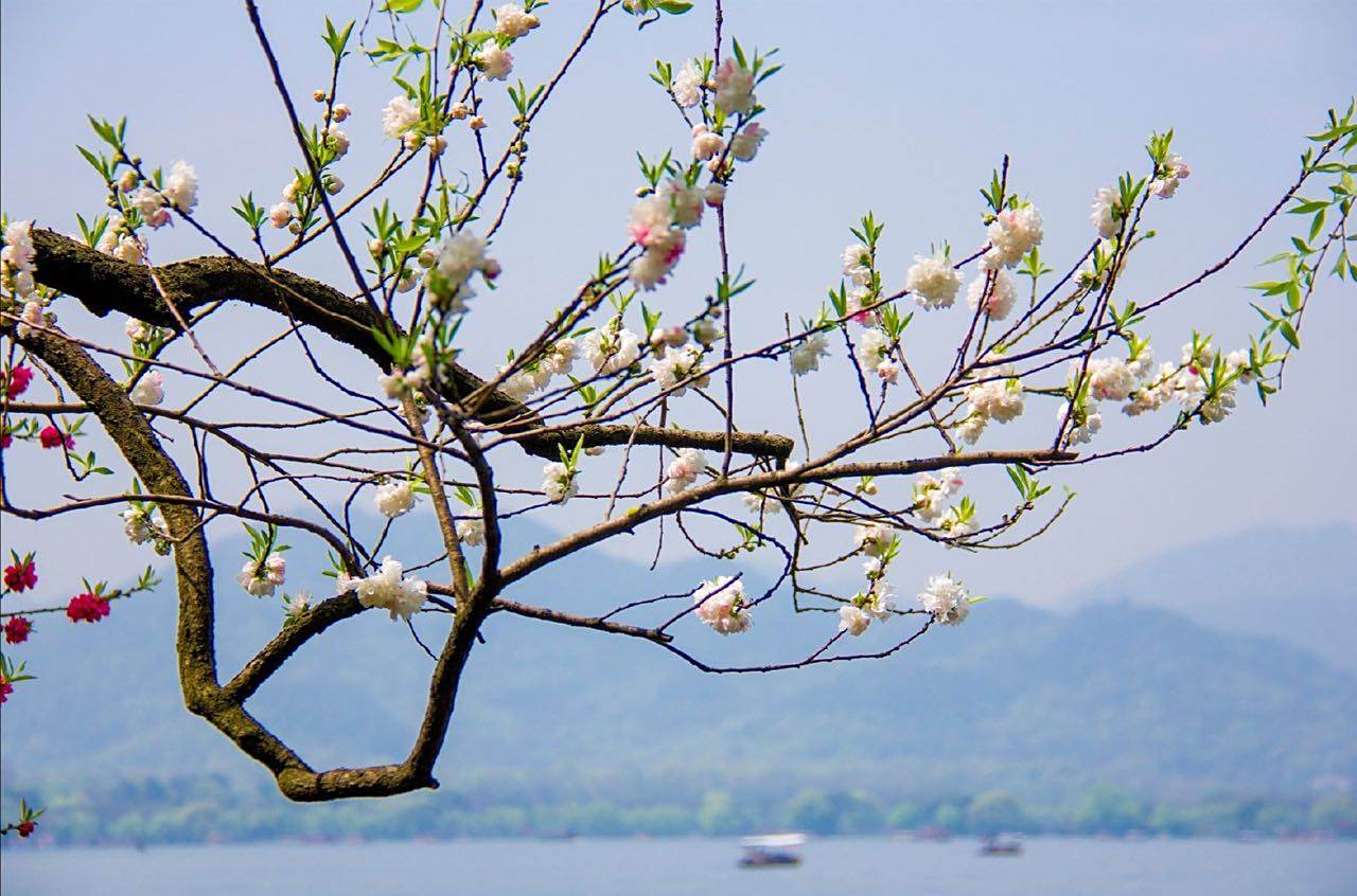 春风杨柳桃花图片图片