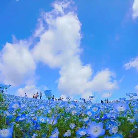 日本hitashi公园的蓝色粉蝶花,可以和蓝天融在一起的花海