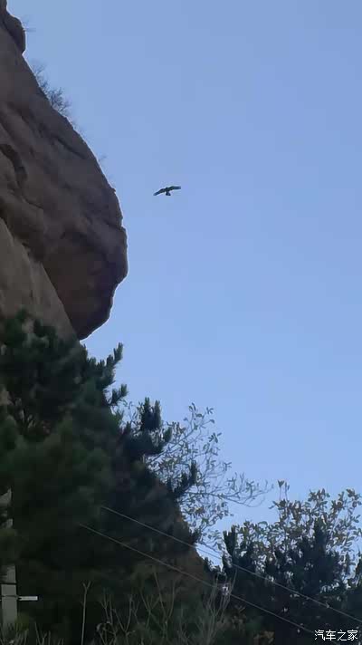 崖头盘踞鸟—恨狐(学名雕鸮)