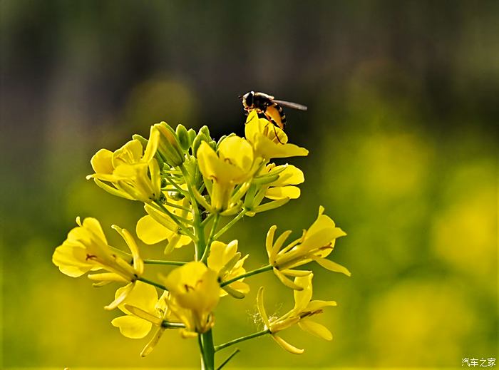 虞舜公园油菜花图片