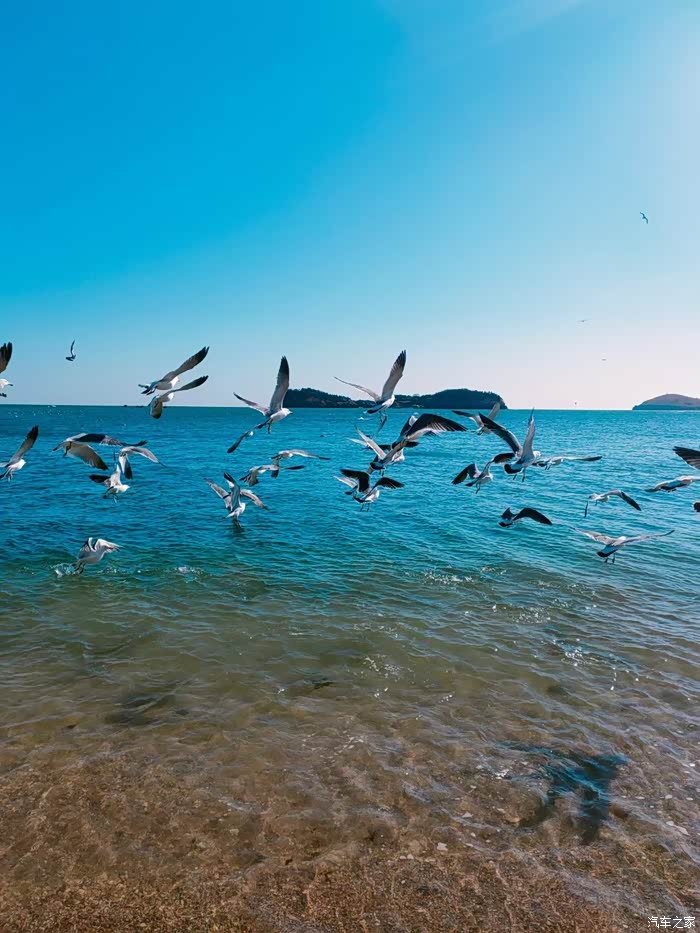 海边看海鸥翩翩起舞