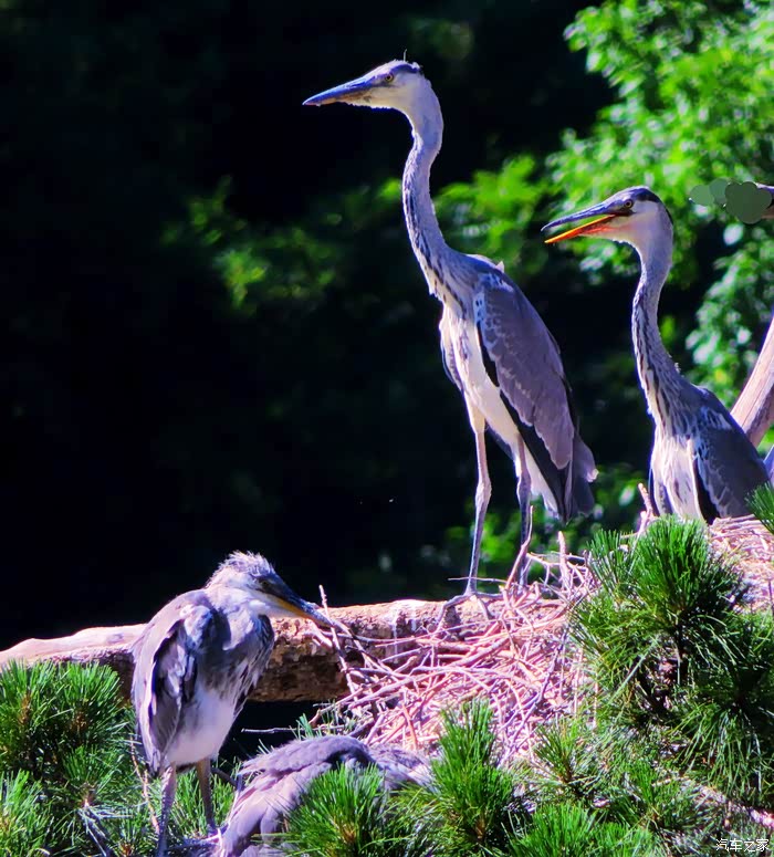 苍鹭峰景区拍苍鹭