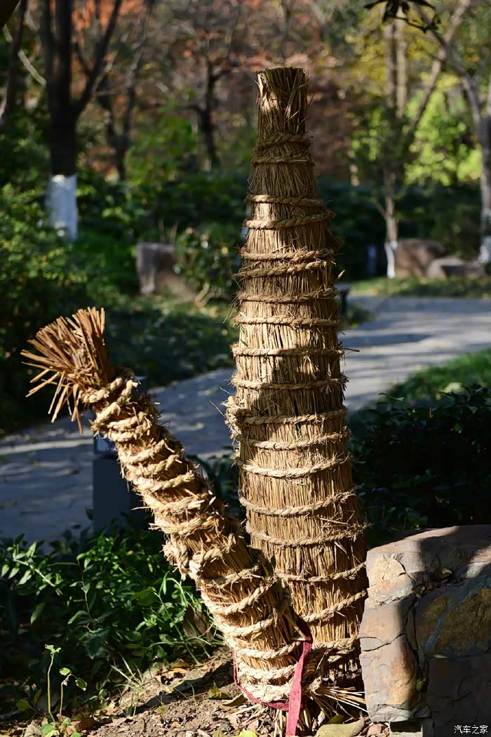 冬日里的合欢树,叶片被冻得卷缩了.