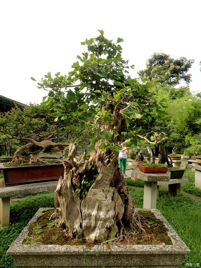 【图】黄果树盆景园_吉林论坛_汽车之家论坛