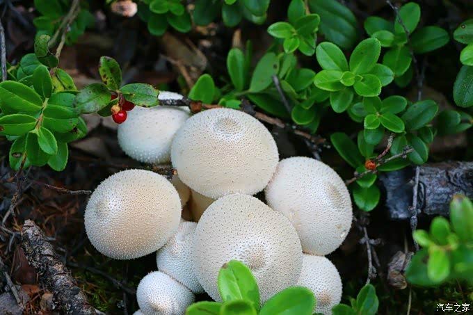 各种各样的蘑菇,不过介个好像不能吃