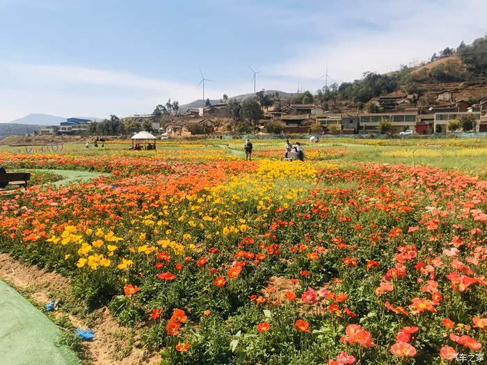会理市黎溪镇百亩花海